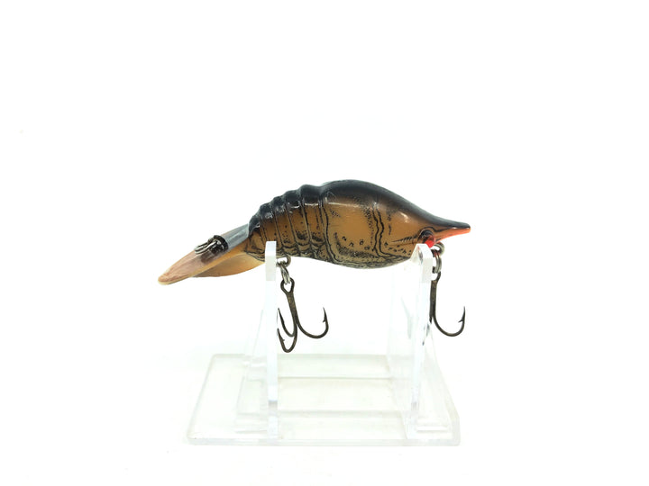 Mann's Hackleback Crawdad, Brown Crayfish Color