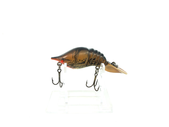 Mann's Hackleback Crawdad, Brown Crayfish Color