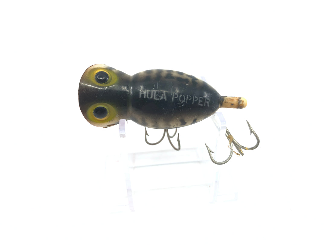 Arbogast Hula Popper Coach Dog Full Orange Belly Color