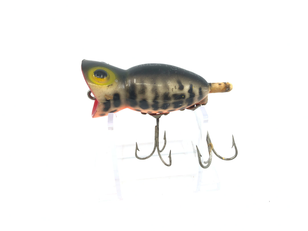 Arbogast Hula Popper Coach Dog Full Orange Belly Color