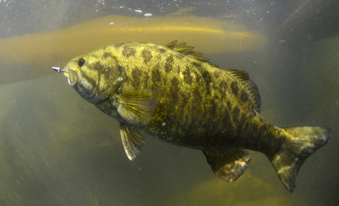 Smallmouth Bass Fishing in the Midwest
