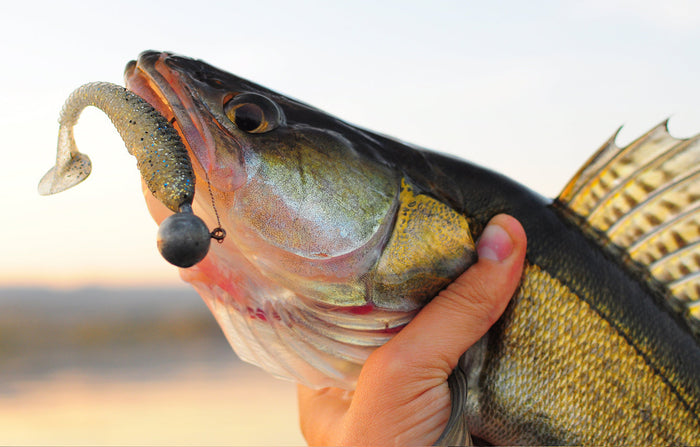 Walleyes vs. Saugers