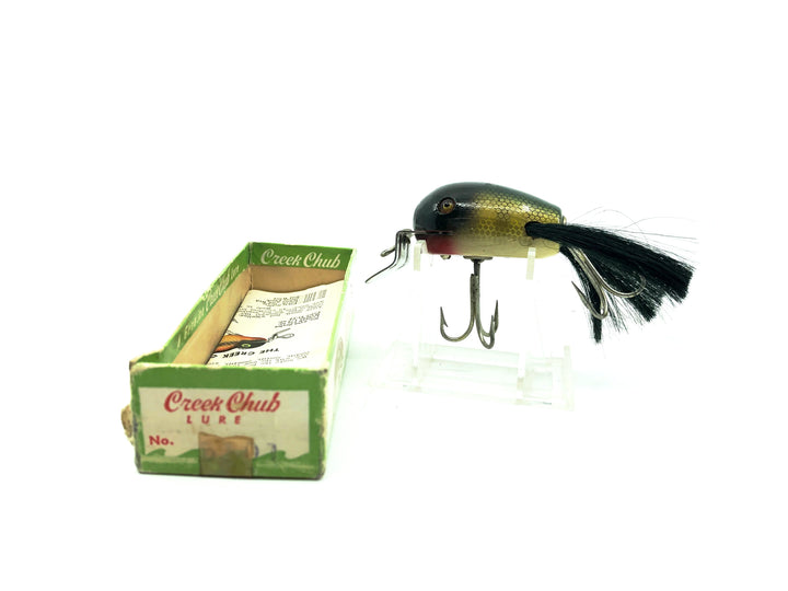 Creek Chub 5100 Dingbat, Perch Color 5101 with Box