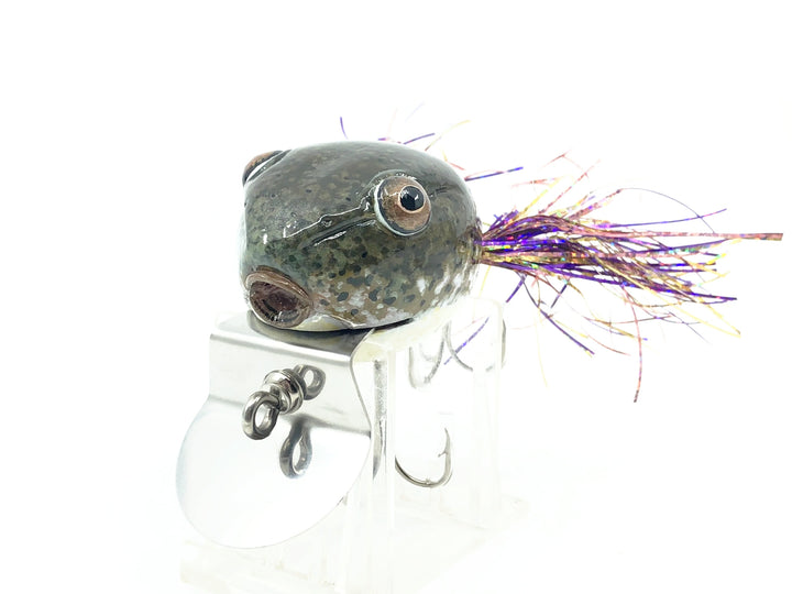 Chautauqua Deluxe Dingbat, Tadpole Color