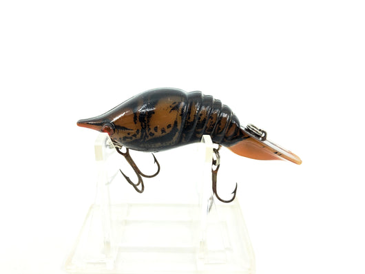 Mann's Hackleback Crawdad, Brown Crayfish Color