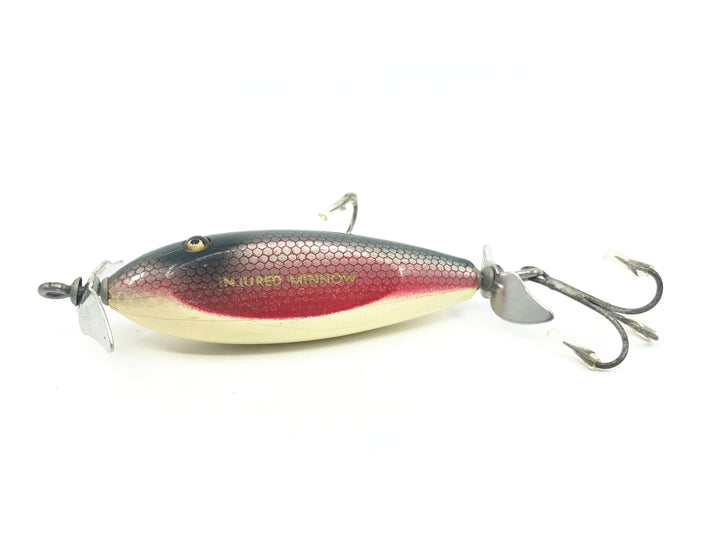 Creek Chub Baby Injured Minnow 1600 Dace 1605 Color