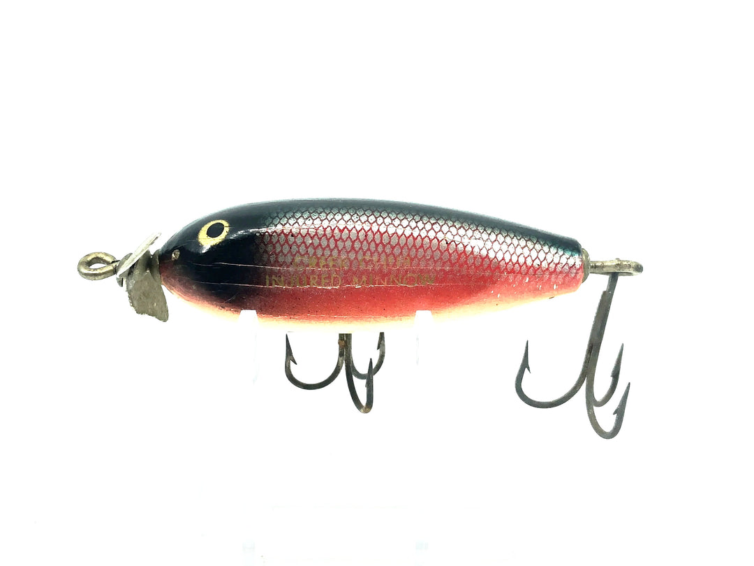 Creek Chub Baby Injured Minnow 1600 Dace 1605 Color