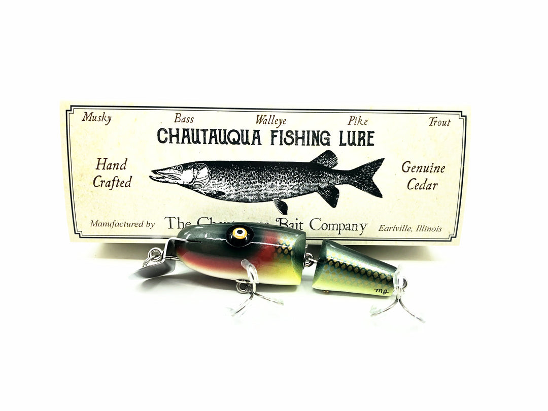 Chautauqua Lil' Creek Chub, Creek Chub Color
