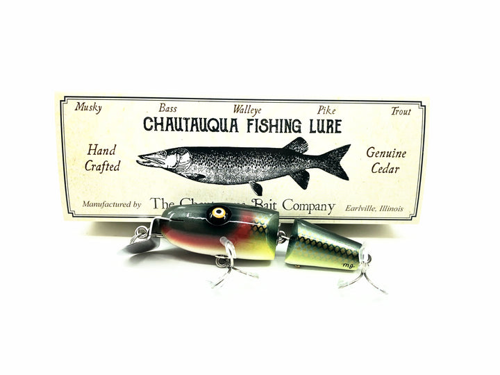 Chautauqua Lil' Creek Chub, Creek Chub Color