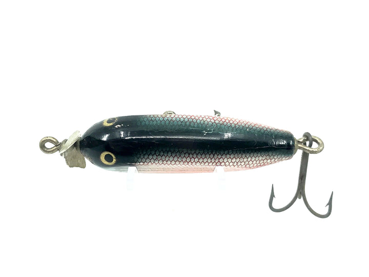 Creek Chub Baby Injured Minnow 1600 Dace 1605 Color