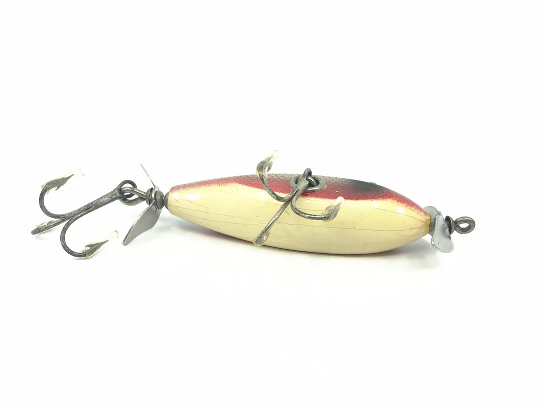 Creek Chub Baby Injured Minnow 1600 Dace 1605 Color