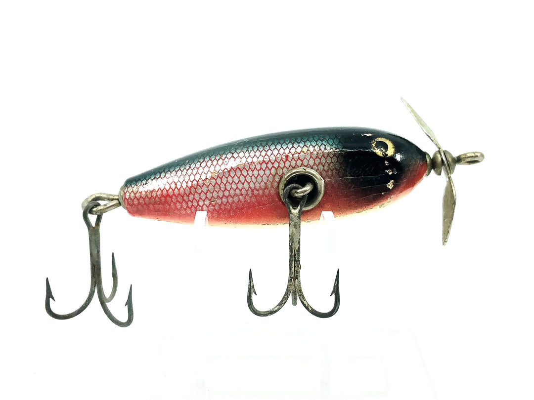 Creek Chub Baby Injured Minnow 1600 Dace 1605 Color