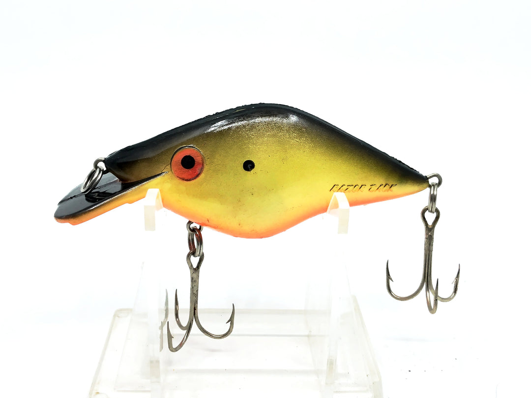 Mann's Razor Back, Yellow/Black/Orange Belly Color