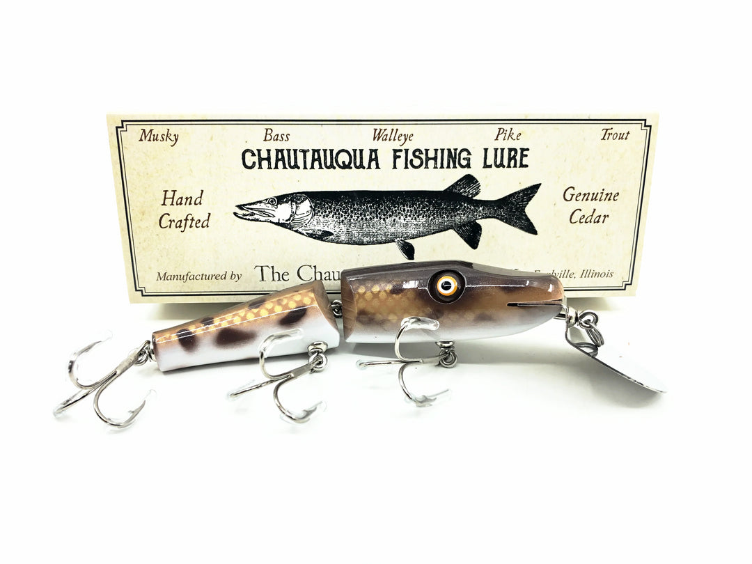 Chautauqua Jointed Creek Chub, Spotted Hogsucker Color