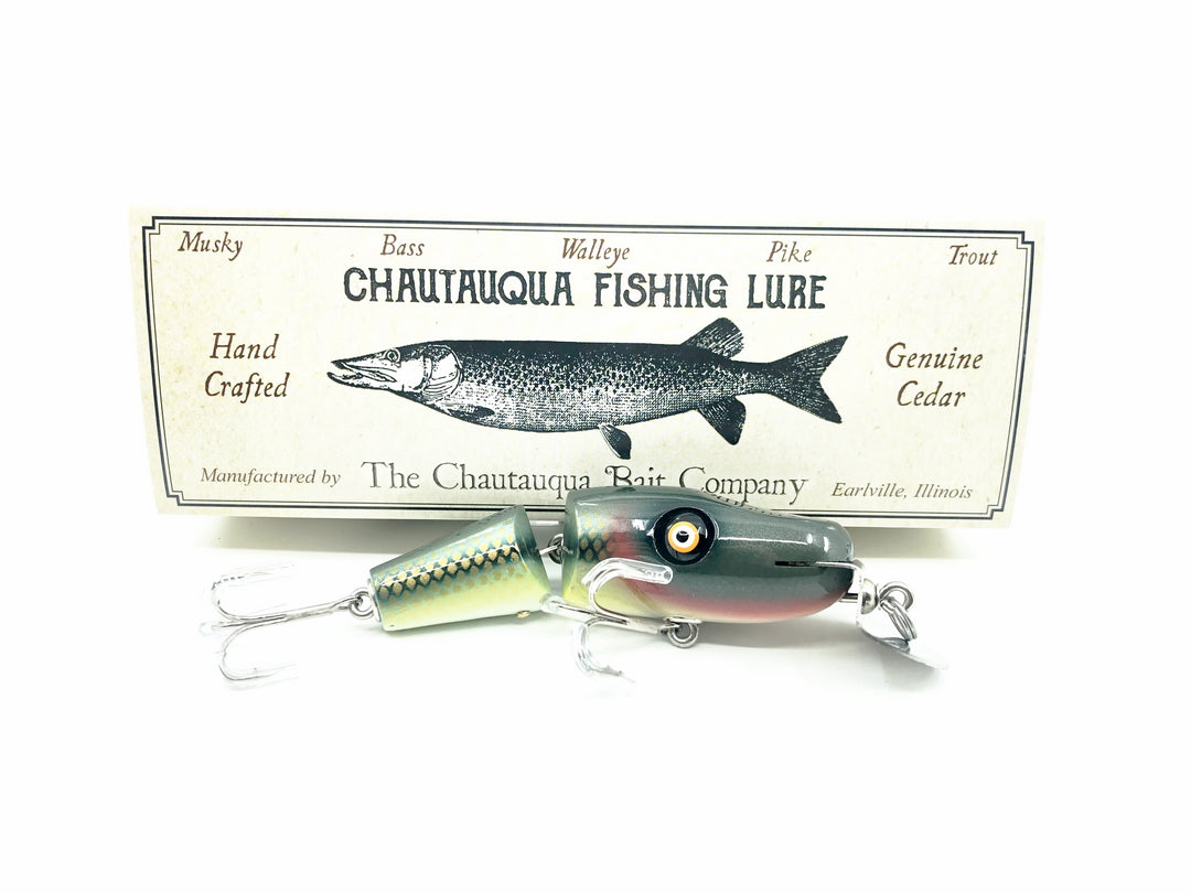 Chautauqua Lil' Creek Chub, Creek Chub Color