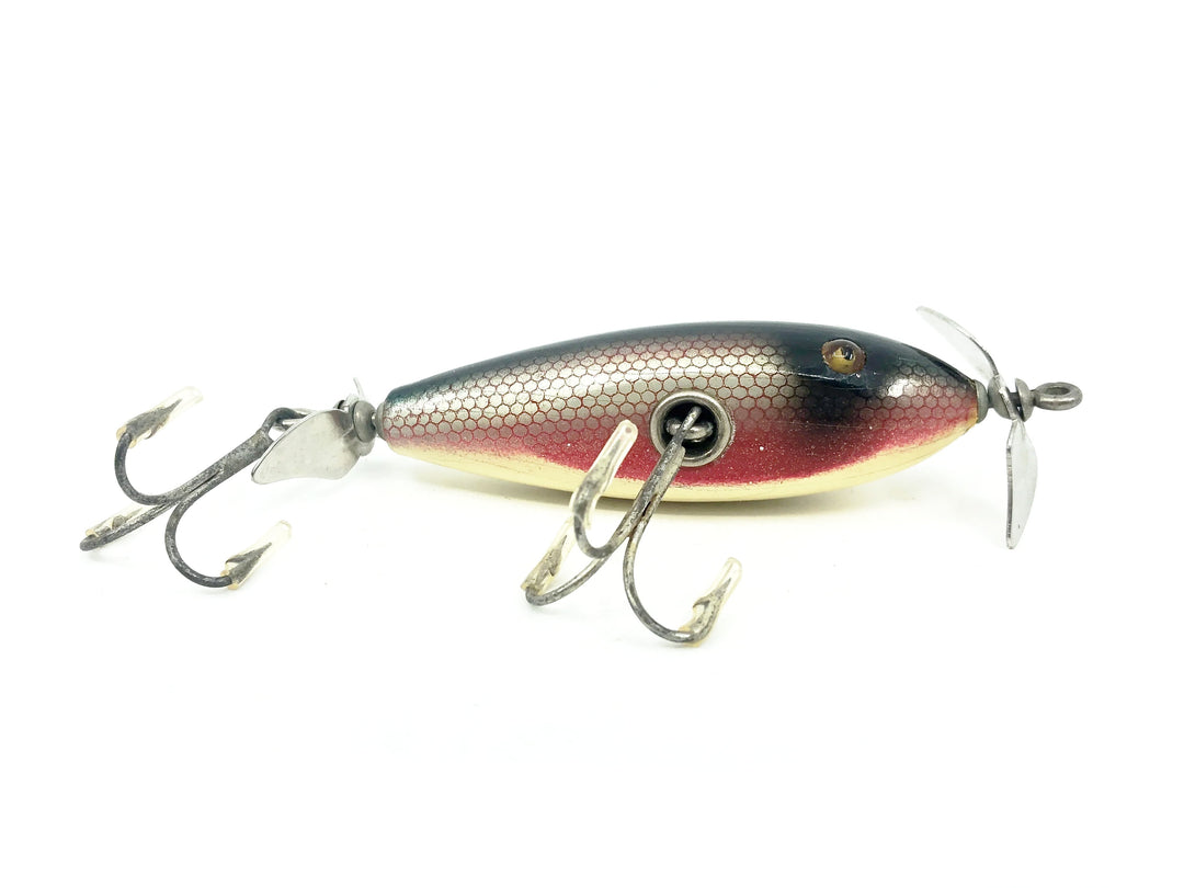 Creek Chub Baby Injured Minnow 1600 Dace 1605 Color