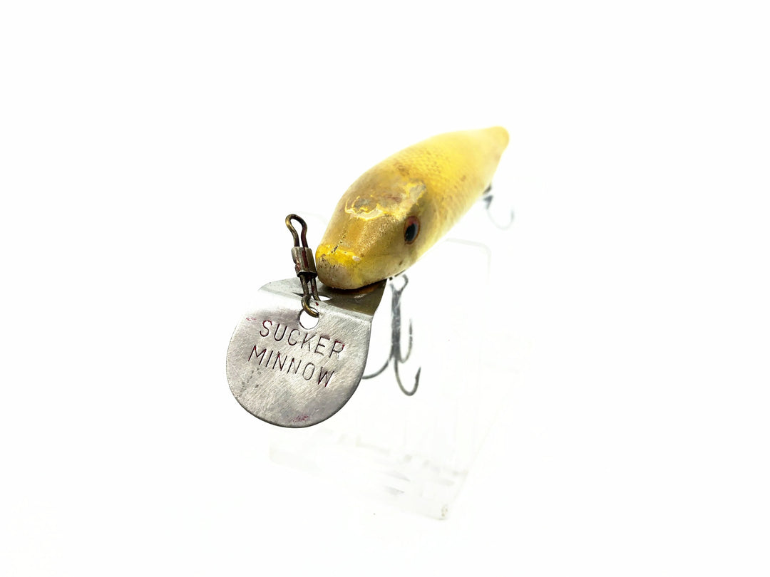 Bear Creek Sucker Minnow, Yellow Scale Color
