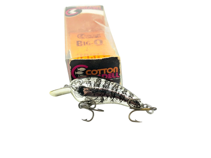 Cotton Cordell 7800 Big-O, #04 7804 Chrome Black/Photo Finish Color w/Box