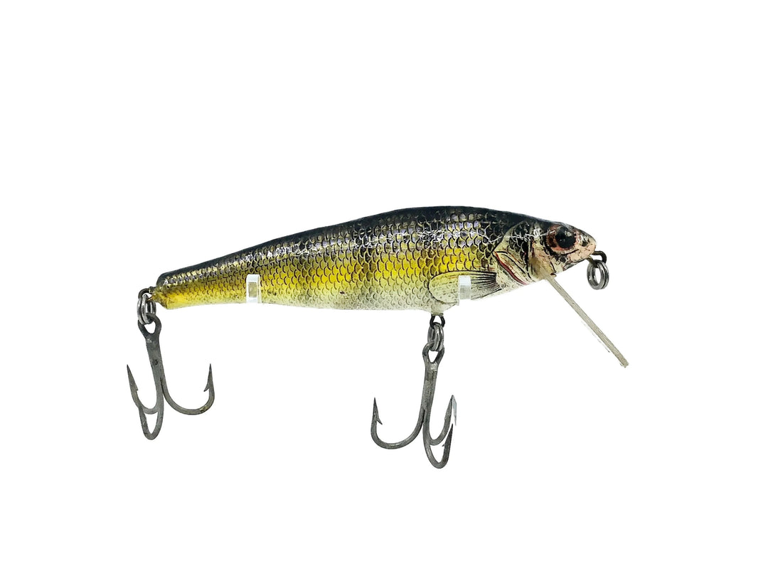 Bagley Small Fry Perch P4, Perch on White Color