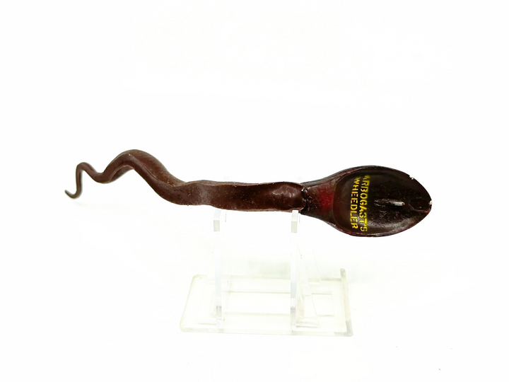 Arbogast Wheedler Brown Snake Color