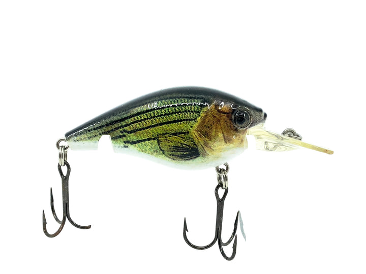 H2O Xpress Medium Diving Crankbait, Bass Color