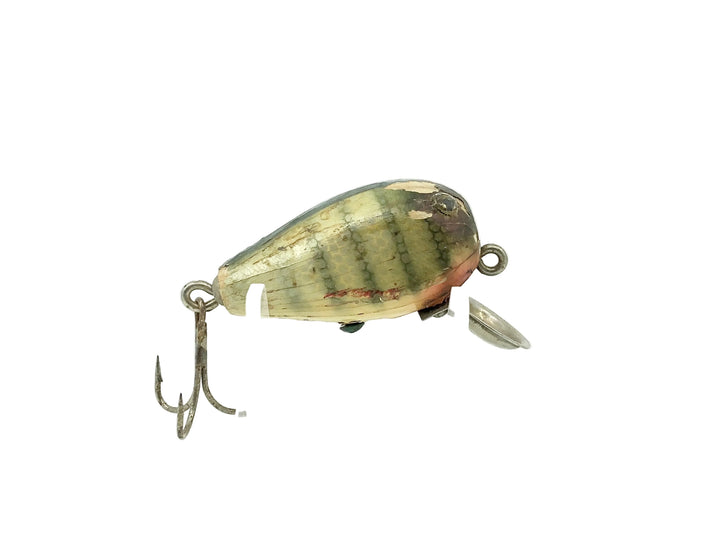 HICO Punkinseed, Pike Color