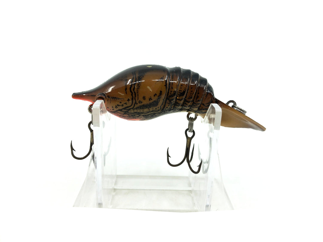 Mann's Hackleback Crawdad, Brown Crayfish Color