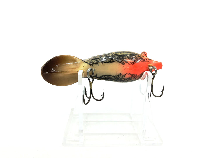 Mann's Hackleback Crawdad, Brown Crayfish Color