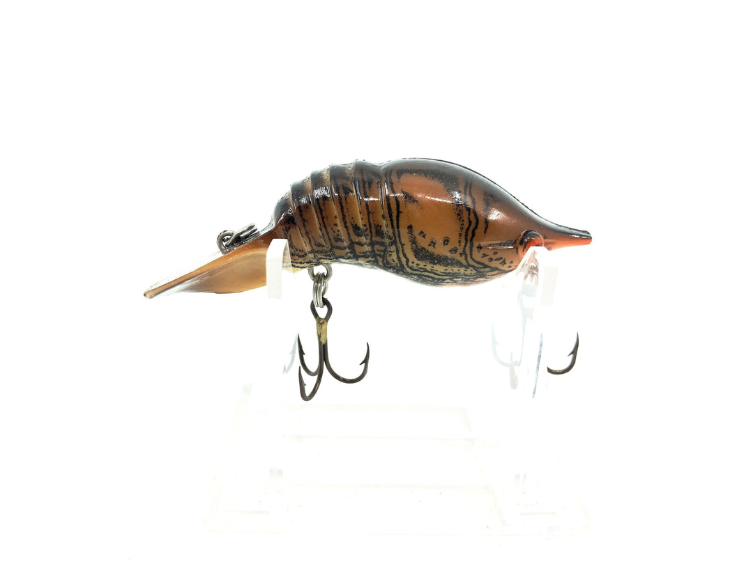 Mann's Hackleback Crawdad, Brown Crayfish Color
