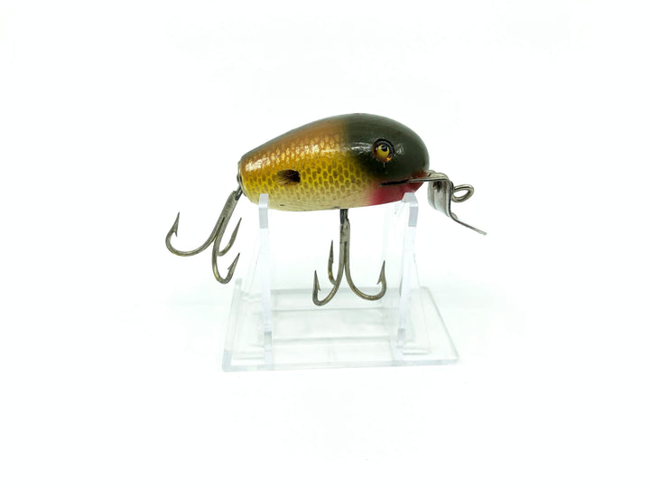 Creek Chub 5100 Dingbat in Golden Shiner Color 5104 Missing Wings