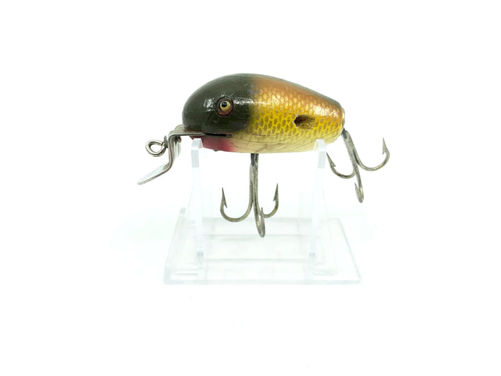 Creek Chub 5100 Dingbat in Golden Shiner Color 5104 Missing Wings