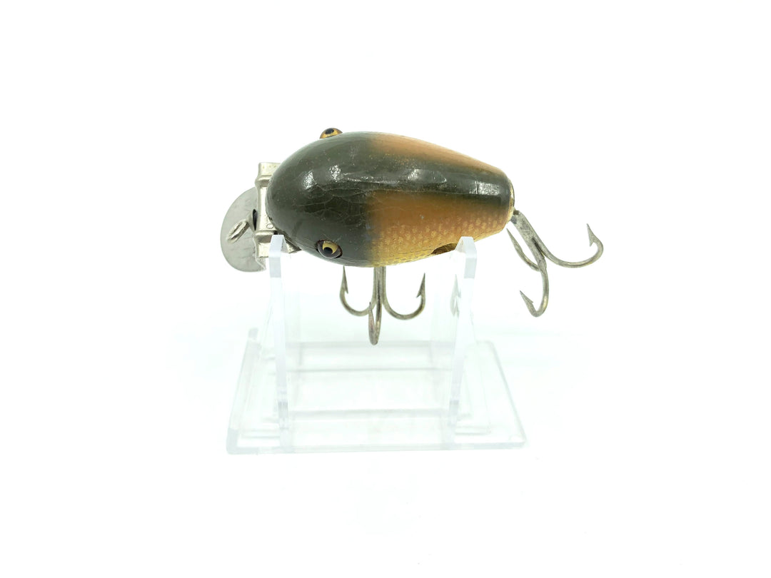 Creek Chub 5100 Dingbat in Golden Shiner Color 5104 Missing Wings
