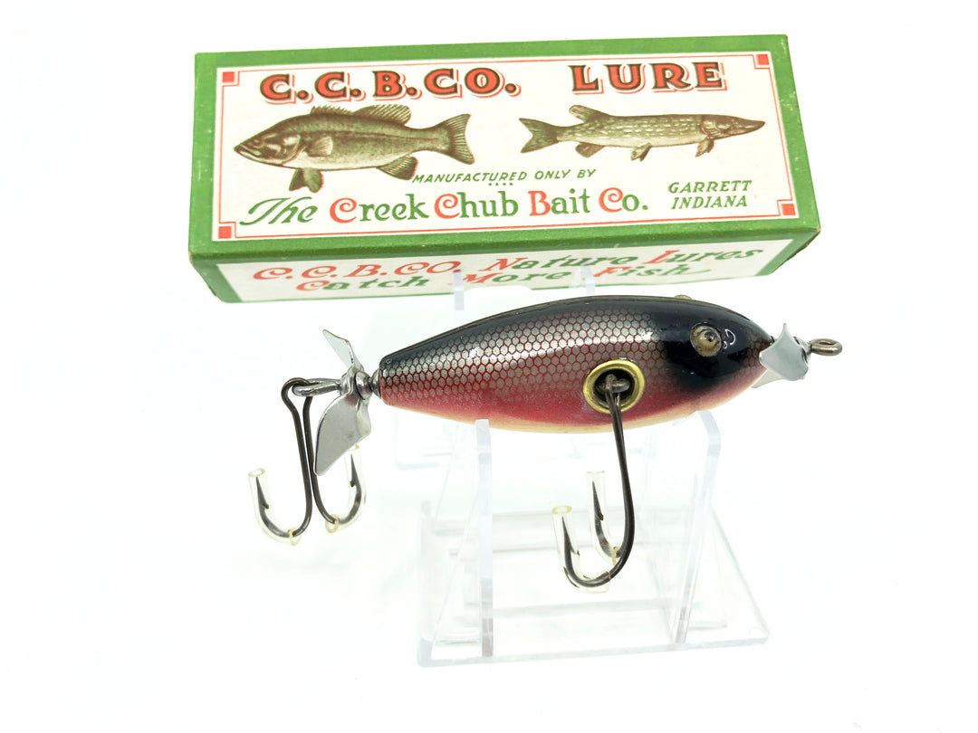 Creek Chub Baby Injured Minnow 1605 Red Side Color with Nice Box