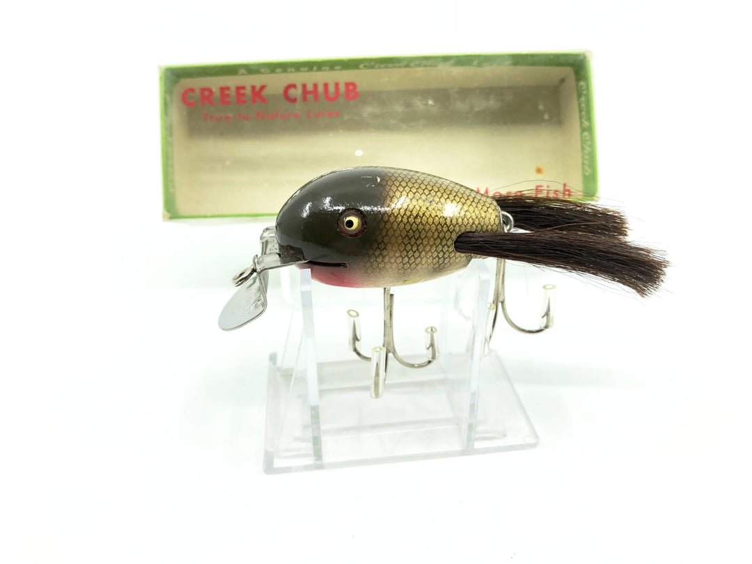 Creek Chub Dingbat 5100 in Pikie Color with Box