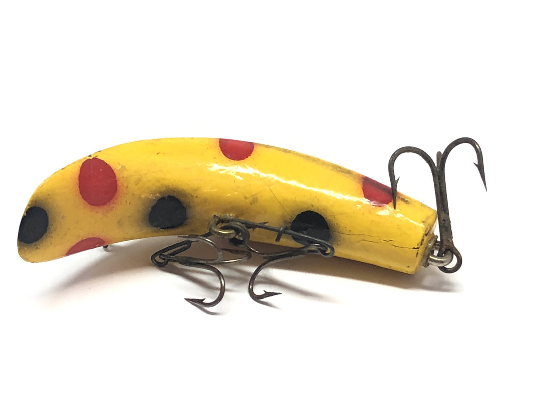 Helin Flatfish SPS Yellow with Black and Red Spots