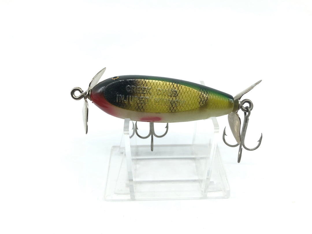 Creek Chub Baby Injured Minnow Perch Color