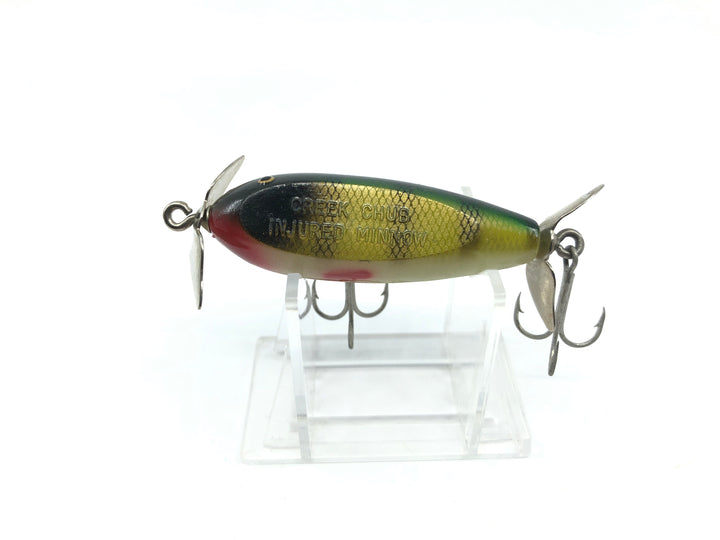 Creek Chub Baby Injured Minnow Perch Color