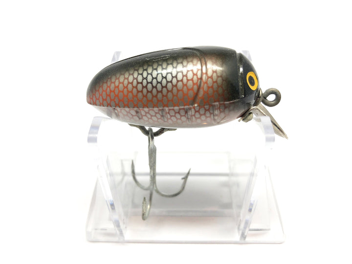 Millsite Rattle Bug Red Golden Black Scale Color