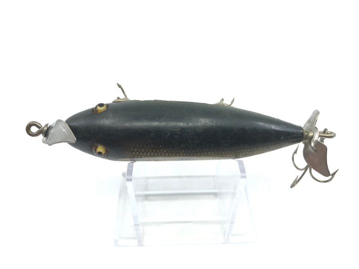 Creek Chub Injured Minnow Perch Color