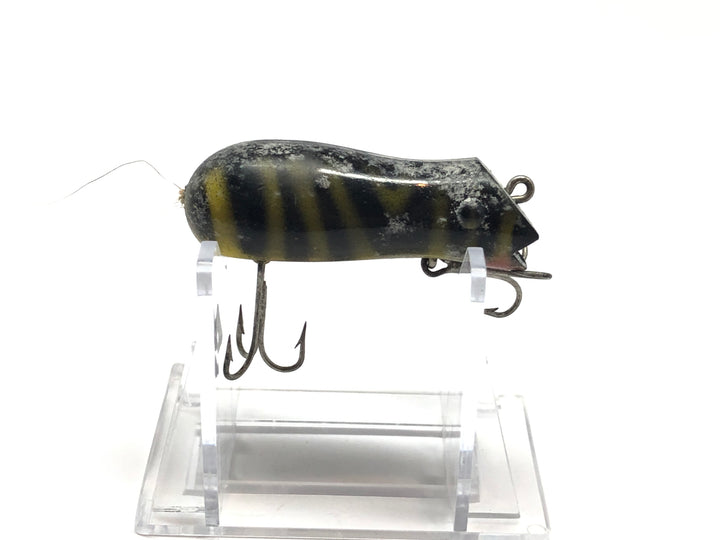 Creek Chub Mouse Tiger Stripes