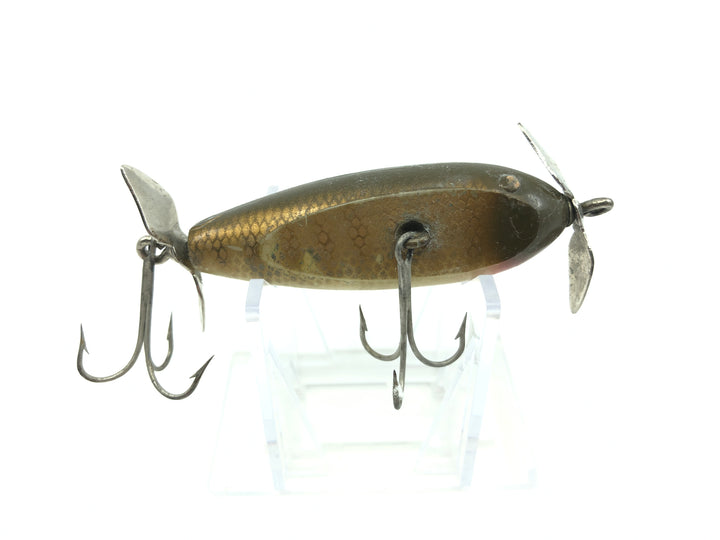 Creek Chub Baby Injured Minnow Pikie Color