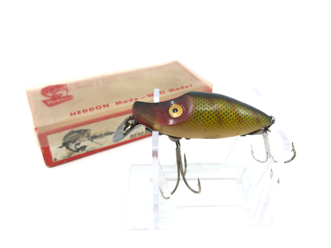 Heddon Midget River Runt Perch Color with Box