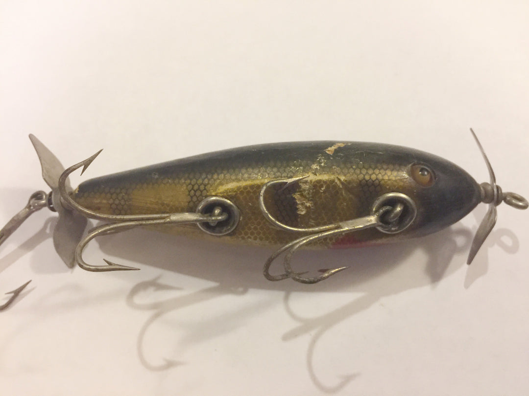 Creek Chub #1500 Injured Minnow Perch Scale