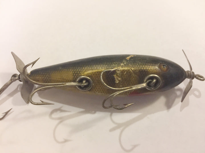 Creek Chub #1500 Injured Minnow Perch Scale