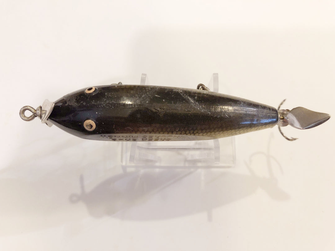 Creek Chub Injured Minnow Perch Color