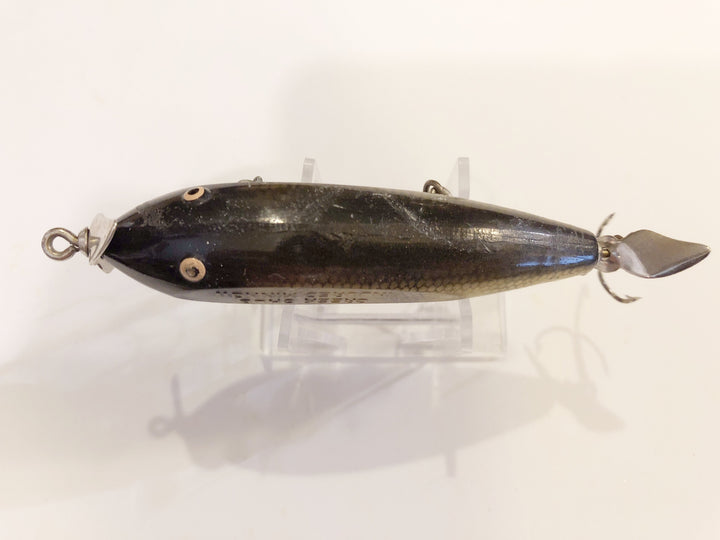 Creek Chub Injured Minnow Perch Color