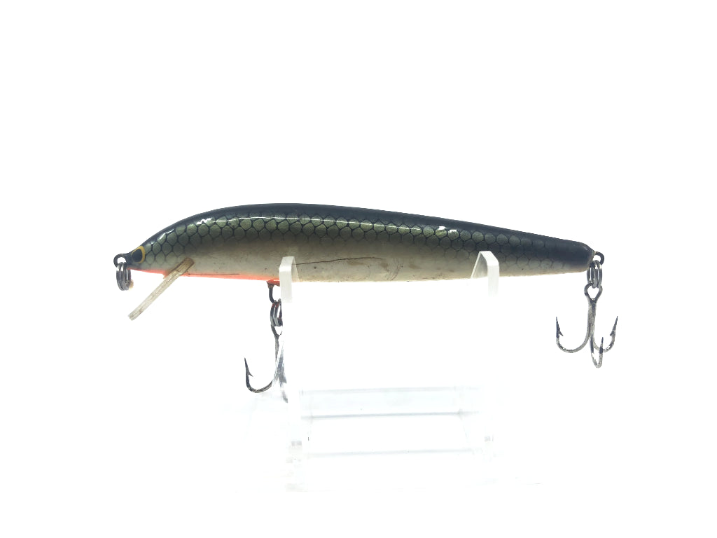 Gold Scale Minnow