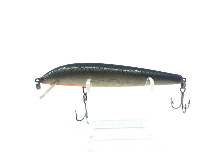 Gold Scale Minnow