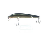 Gold Scale Minnow