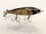 Creek Chub Injured Minnow Perch Color
